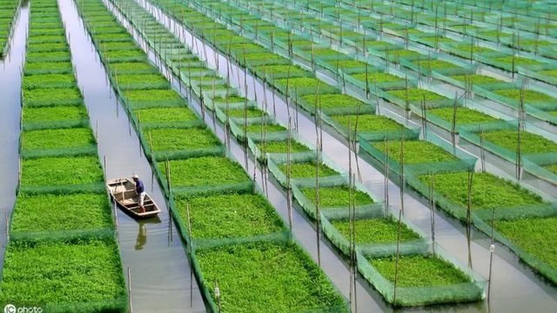 简易注销农民专业合作社，流程详解与注意事项
