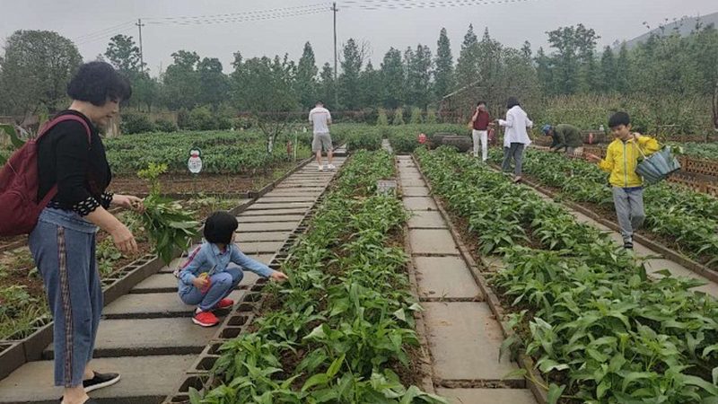上海有机蔬菜和有机水果批发市场：揭秘有机农业的供应链枢纽