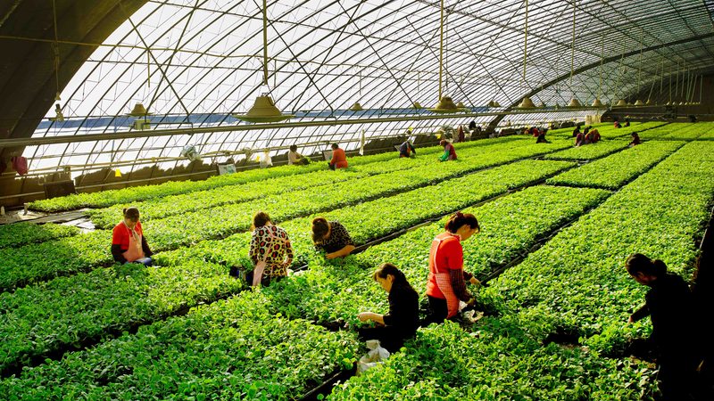 种植养殖结合：优势与挑战并存