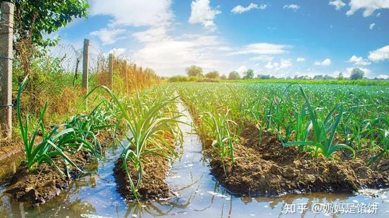 露天水果防病，有机方法有哪些？**