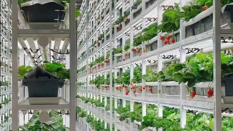 有机种植土壤改良，揭秘土壤健康密码